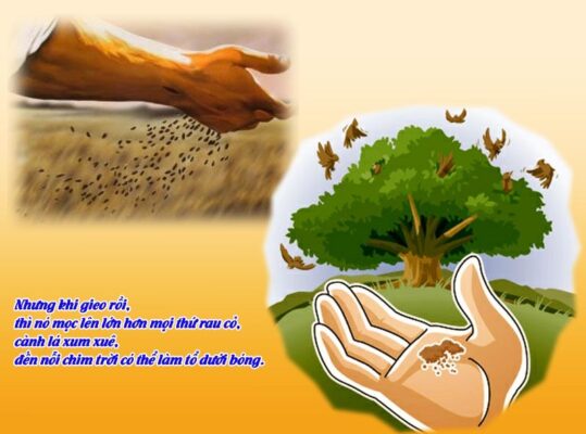 Lời Chúa Ngày 28/07/2025: Thứ Hai tuần 17 Thường niên năm I – Sức sống bên trong (Mt 13,31-35)